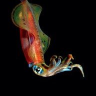 Squidprobe21